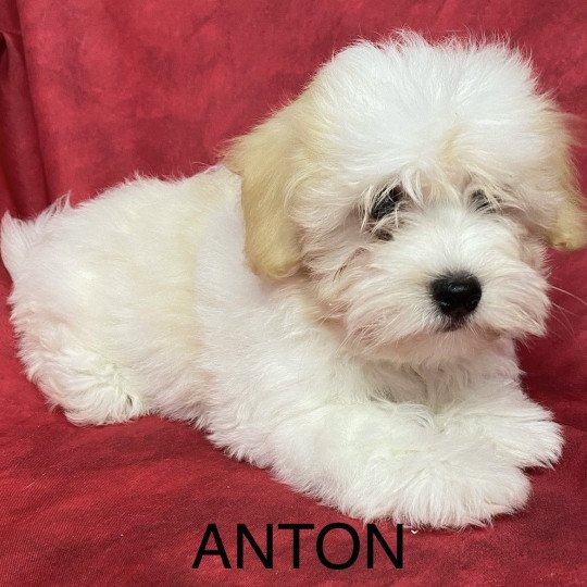 chiot Coton de tulear ANKO coton Domaine de la Chantelaie