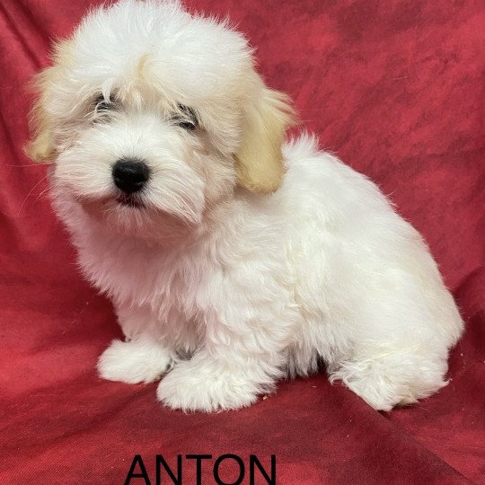 chiot Coton de tulear ANKO coton Domaine de la Chantelaie