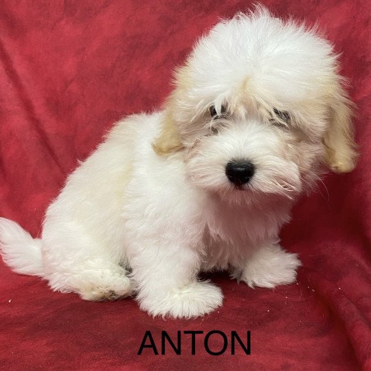 chiot Coton de tulear ANKO coton Domaine de la Chantelaie