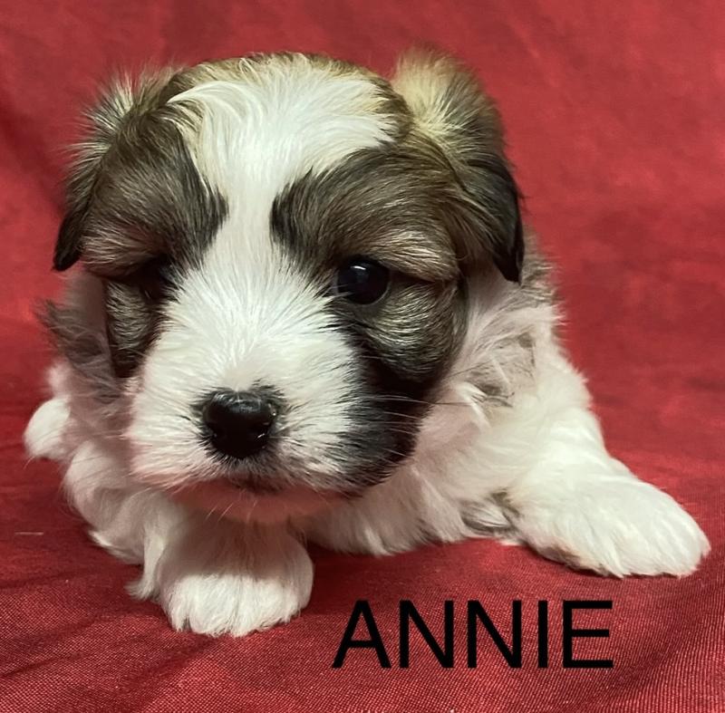ANNIE coton à réserver Femelle Coton de tulear
