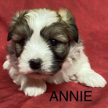 chiot Coton de tulear ANNIE coton à réserver Domaine de la Chantelaie