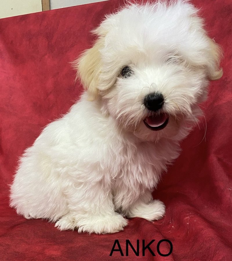 ANKO coton Mâle Coton de tulear