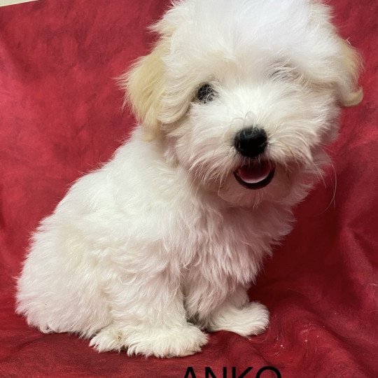 chiot Coton de tulear ANKO coton Domaine de la Chantelaie