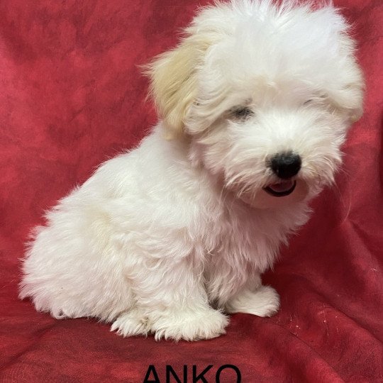 chiot Coton de tulear ANKO coton Domaine de la Chantelaie