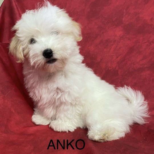 chiot Coton de tulear ANKO coton Domaine de la Chantelaie