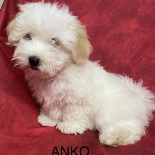 chiot Coton de tulear ANKO coton Domaine de la Chantelaie