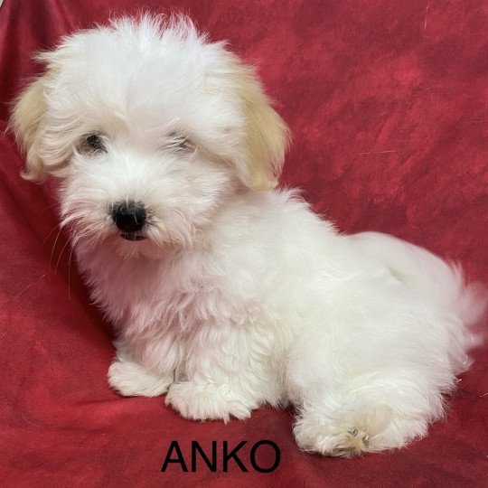 chiot Coton de tulear ANKO coton Domaine de la Chantelaie