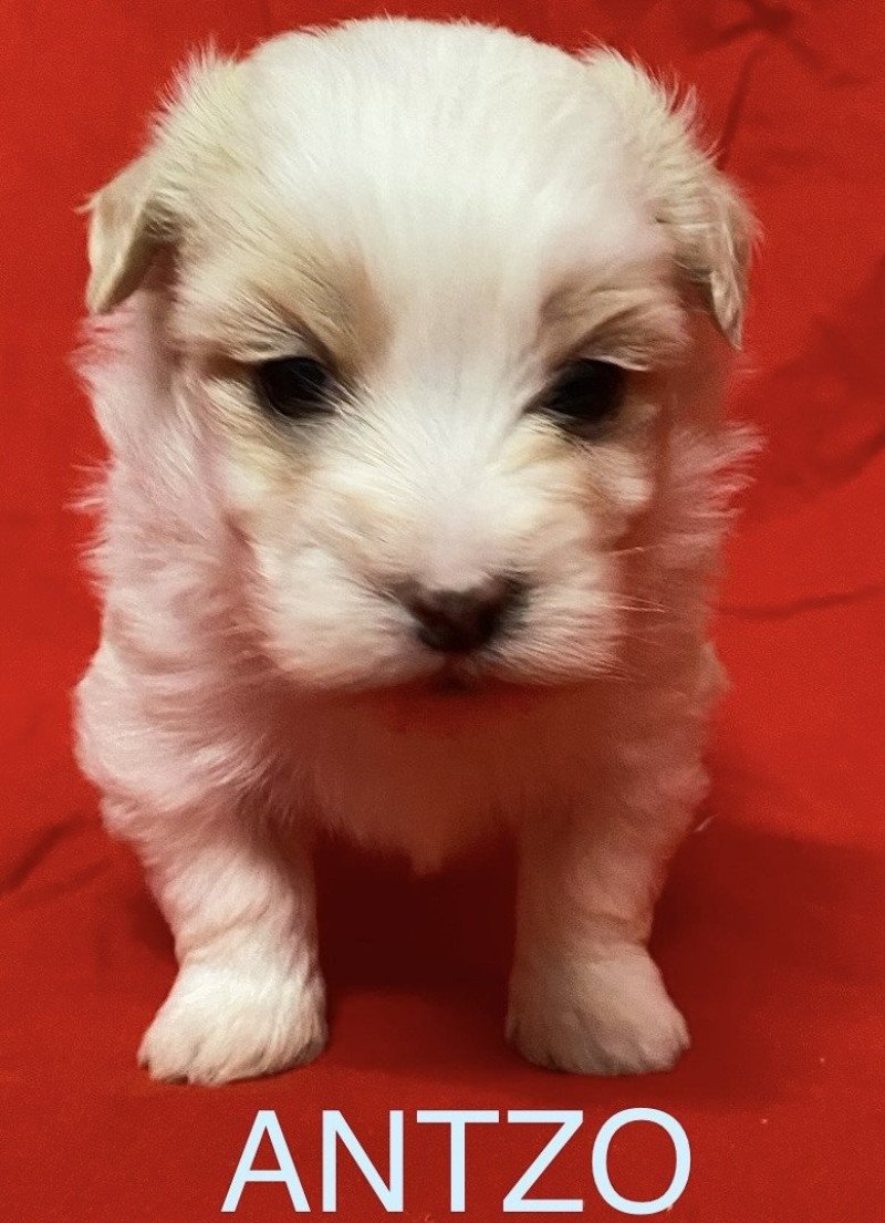 ANTZO à réserver Mâle Coton de tulear