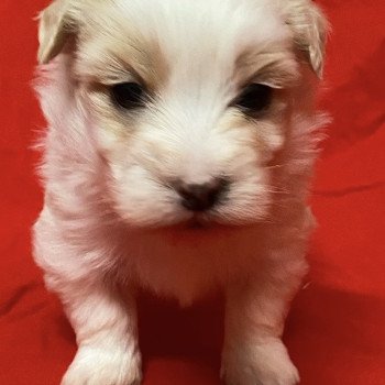 chiot Coton de tulear ANTZO à réserver Domaine de la Chantelaie
