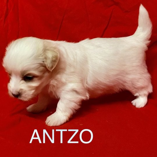 chiot Coton de tulear ANTZO à réserver Domaine de la Chantelaie