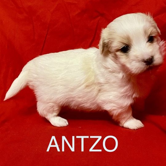 chiot Coton de tulear ANTZO à réserver Domaine de la Chantelaie