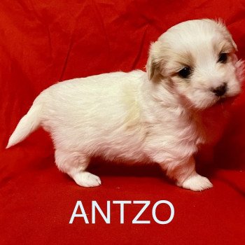 chiot Coton de tulear ANTZO à réserver Domaine de la Chantelaie