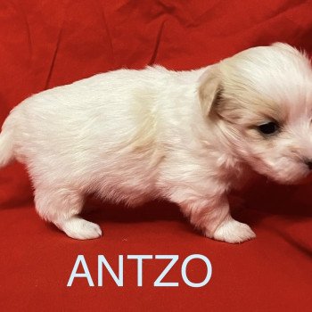 chiot Coton de tulear ANTZO à réserver Domaine de la Chantelaie