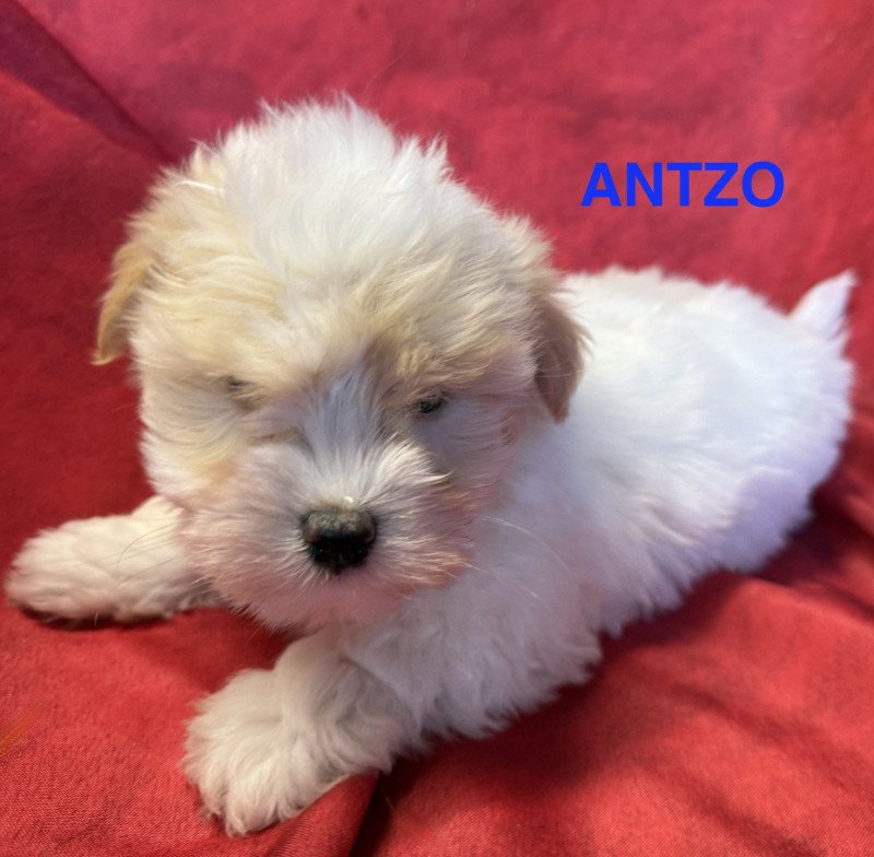 ANTZO coton disponible Mâle Coton de tulear