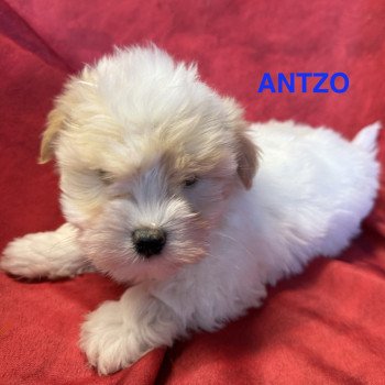 chiot Coton de tulear ANTZO à réserver Domaine de la Chantelaie