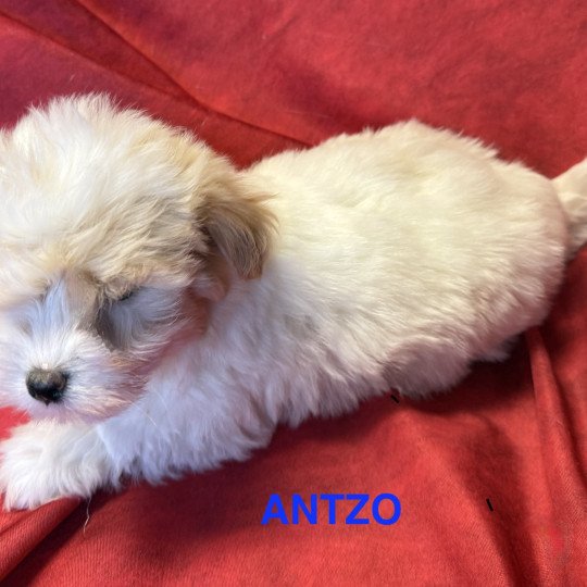 chiot Coton de tulear ANTZO à réserver Domaine de la Chantelaie