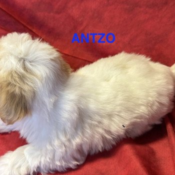 chiot Coton de tulear ANTZO à réserver Domaine de la Chantelaie