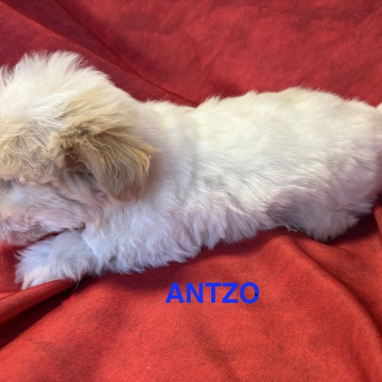 chiot Coton de tulear ANTZO à réserver Domaine de la Chantelaie