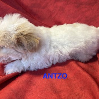 chiot Coton de tulear ANTZO à réserver Domaine de la Chantelaie