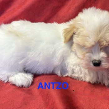 chiot Coton de tulear ANTZO à réserver Domaine de la Chantelaie