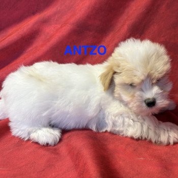 chiot Coton de tulear ANTZO à réserver Domaine de la Chantelaie