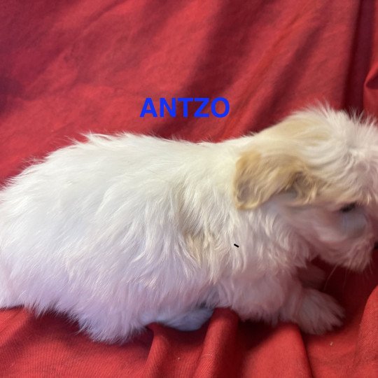 chiot Coton de tulear ANTZO à réserver Domaine de la Chantelaie