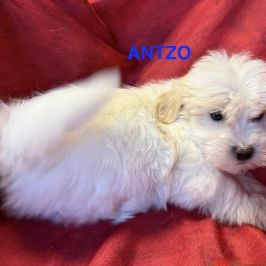 chiot Coton de tulear ANTZO à réserver Domaine de la Chantelaie