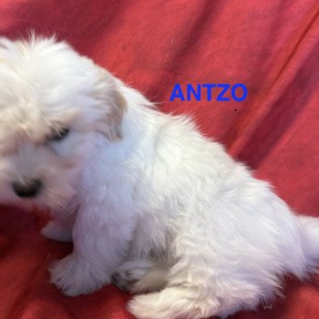 chiot Coton de tulear ANTZO à réserver Domaine de la Chantelaie
