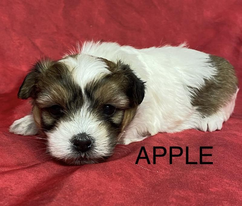 APPLE coton à réserver Femelle Coton de tulear