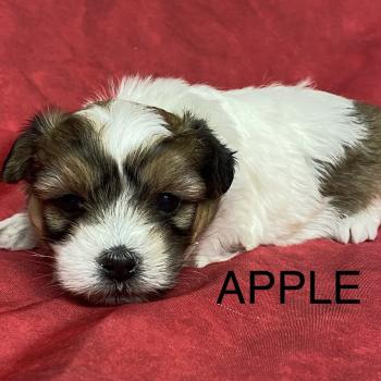 chiot Coton de tulear APPLE coton à réserver Domaine de la Chantelaie