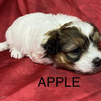chiot Coton de tulear APPLE coton à réserver Domaine de la Chantelaie