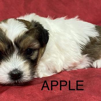 chiot Coton de tulear APPLE coton à réserver Domaine de la Chantelaie