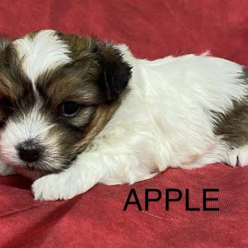 chiot Coton de tulear APPLE coton à réserver Domaine de la Chantelaie