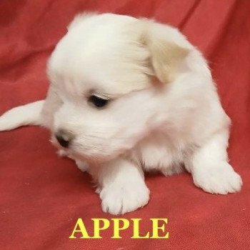 chiot Coton de tulear APPLE coton de tuléar à réserver Domaine de la Chantelaie chiot Coton de tulear APPLE coton de tuléar à réserver Domaine de la Chantelaie