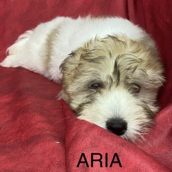 chiot Coton de tulear ARIA coton Domaine de la Chantelaie chiot Coton de tulear ARIA coton Domaine de la Chantelaie
