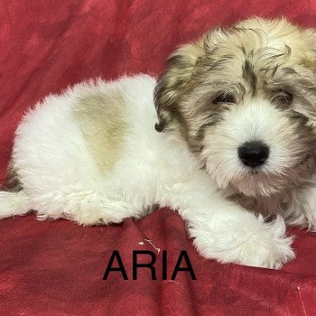 chiot Coton de tulear ARIA coton Domaine de la Chantelaie chiot Coton de tulear ARIA coton Domaine de la Chantelaie
