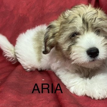chiot Coton de tulear ARIA coton Domaine de la Chantelaie chiot Coton de tulear ARIA coton Domaine de la Chantelaie