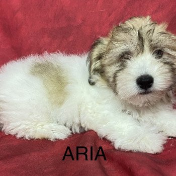 chiot Coton de tulear ARIA coton Domaine de la Chantelaie chiot Coton de tulear ARIA coton Domaine de la Chantelaie