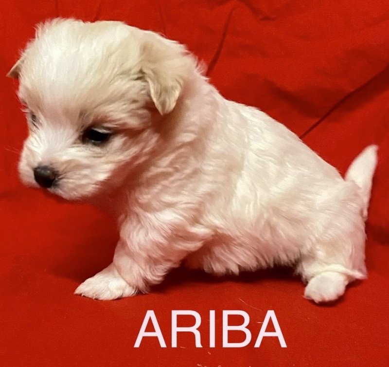 ARIBA à réserver Femelle Coton de tulear