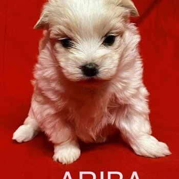 chiot Coton de tulear ARIBA à réserver Domaine de la Chantelaie