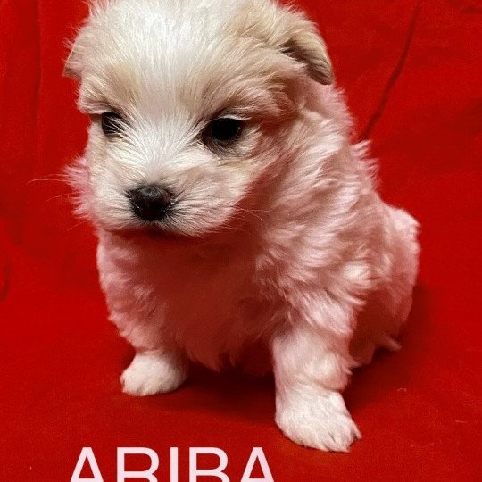 chiot Coton de tulear ARIBA à réserver Domaine de la Chantelaie