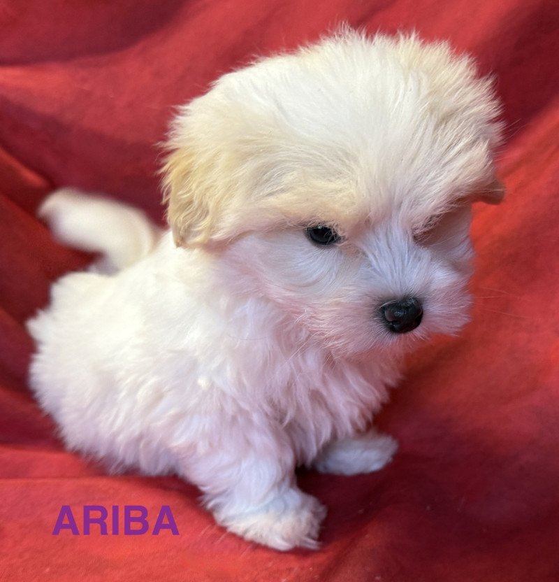 ARIBA mini coton disponible Femelle Coton de tulear