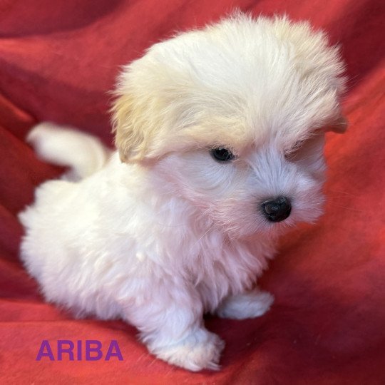 ARIBA mini coton disponible Femelle Coton de tulear