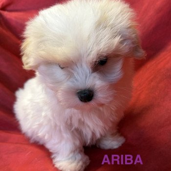 chiot Coton de tulear ARIBA à réserver Domaine de la Chantelaie