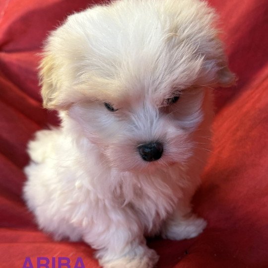 chiot Coton de tulear ARIBA à réserver Domaine de la Chantelaie