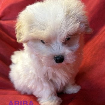chiot Coton de tulear ARIBA à réserver Domaine de la Chantelaie