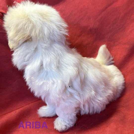 chiot Coton de tulear ARIBA à réserver Domaine de la Chantelaie