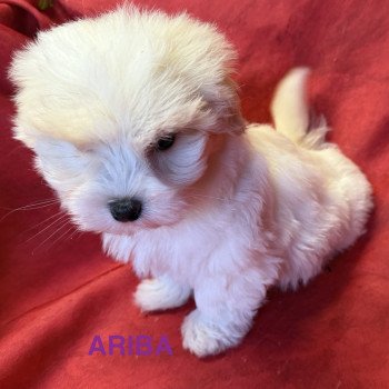 chiot Coton de tulear ARIBA à réserver Domaine de la Chantelaie