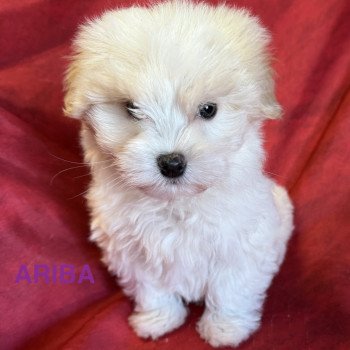 chiot Coton de tulear ARIBA à réserver Domaine de la Chantelaie