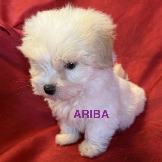 chiot Coton de tulear ARIBA à réserver Domaine de la Chantelaie